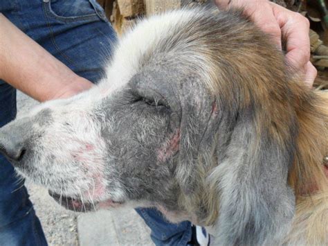 malassezia en perros.